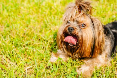Güzel Yorkshire Terrier köpeği yeşil çimlerin üzerinde