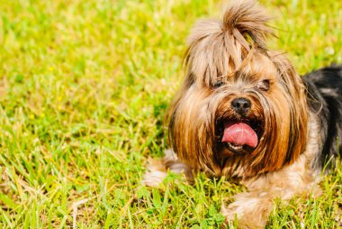 Güzel Yorkshire Terrier köpeği yeşil çimlerin üzerinde