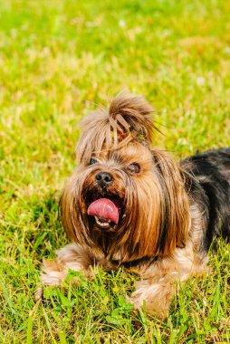 Güzel Yorkshire Terrier köpeği yeşil çimlerin üzerinde