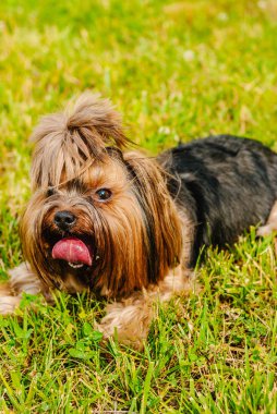 Güzel Yorkshire Terrier köpeği yeşil çimlerin üzerinde