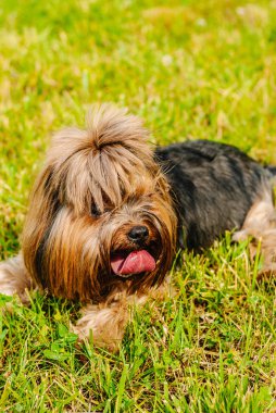 Güzel Yorkshire Terrier köpeği yeşil çimlerin üzerinde