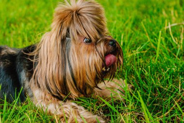 Güzel Yorkshire Terrier köpeği yeşil çimlerin üzerinde