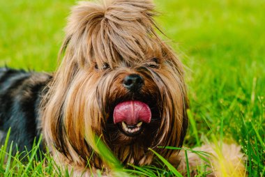 Güzel Yorkshire Terrier köpeği yeşil çimlerin üzerinde