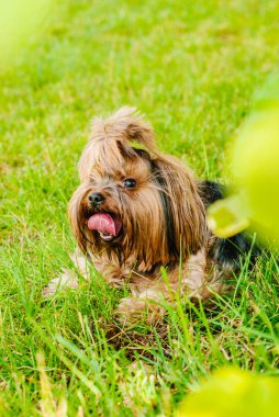 Güzel Yorkshire Terrier köpeği yeşil çimlerin üzerinde