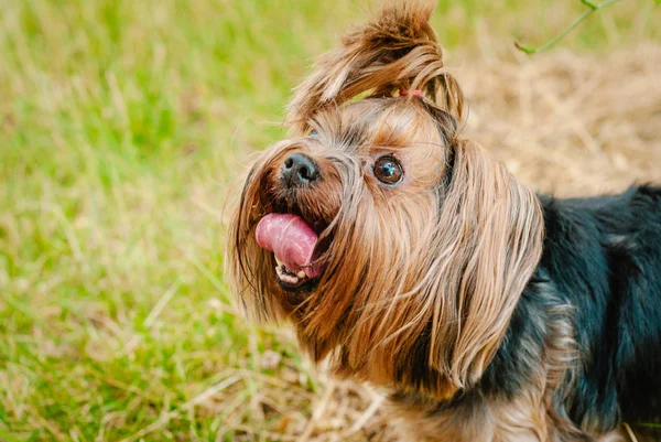 Güzel Yorkshire Terrier köpeği yeşil çimlerin üzerinde