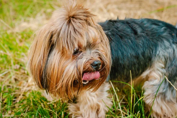 Güzel Yorkshire Terrier köpeği yeşil çimlerin üzerinde