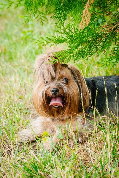 Güzel Yorkshire Terrier köpeği yeşil çimlerin üzerinde