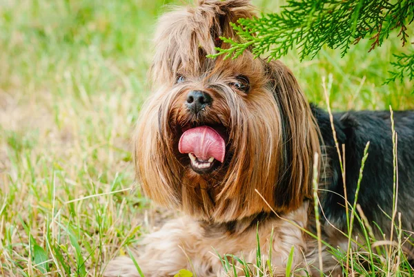 Güzel Yorkshire Terrier köpeği yeşil çimlerin üzerinde