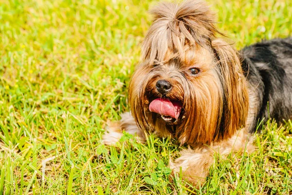 Güzel Yorkshire Terrier köpeği yeşil çimlerin üzerinde