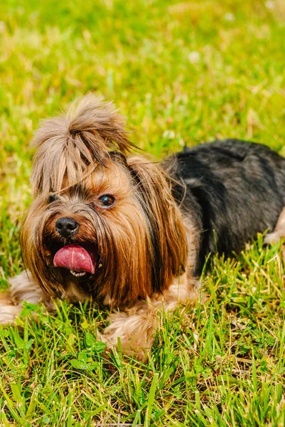 Güzel Yorkshire Terrier köpeği yeşil çimlerin üzerinde