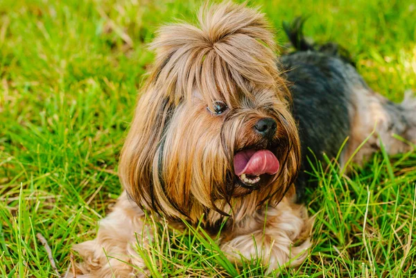 Güzel Yorkshire Terrier köpeği yeşil çimlerin üzerinde