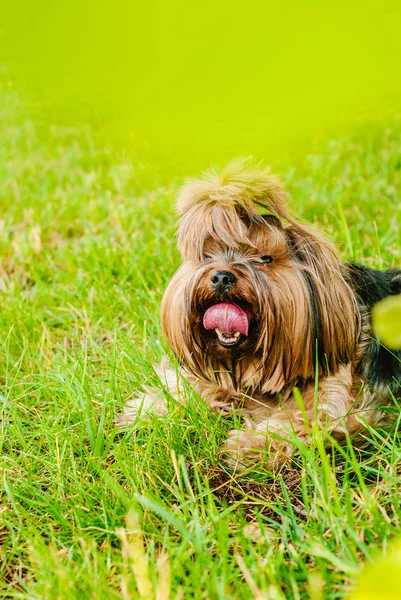 Güzel Yorkshire Terrier köpeği yeşil çimlerin üzerinde