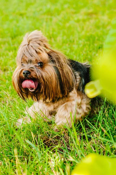 Güzel Yorkshire Terrier köpeği yeşil çimlerin üzerinde