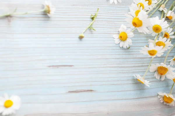 Bouquet de fleurs de camomille fraîchement cueillies sur fond de bois — Photo