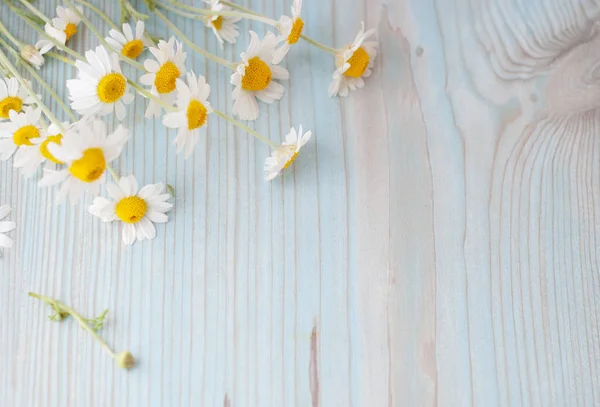 Bouquet de fleurs de camomille fraîchement cueillies sur fond de bois — Photo