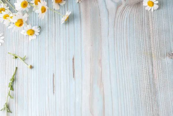 A frissen szedett kamillavirág csokor fa háttérrel Stock Kép