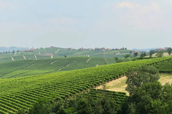 Weinberge Piemont Italien — Stockfoto