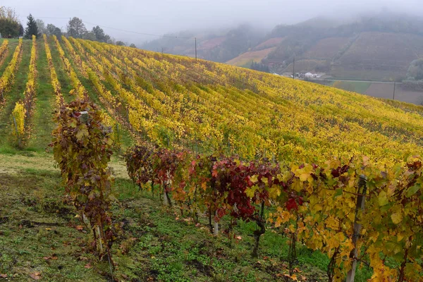 Grapevine Sarı Yapraklar Sonbaharda Talya Ile Satır Içeren Bir Tepe — Stok fotoğraf