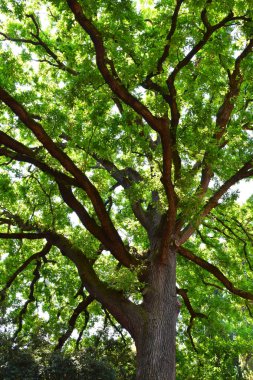 Bir büyük koyu yeşil ağaç