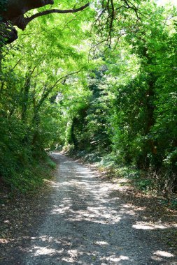 Ormanın içine bir yol