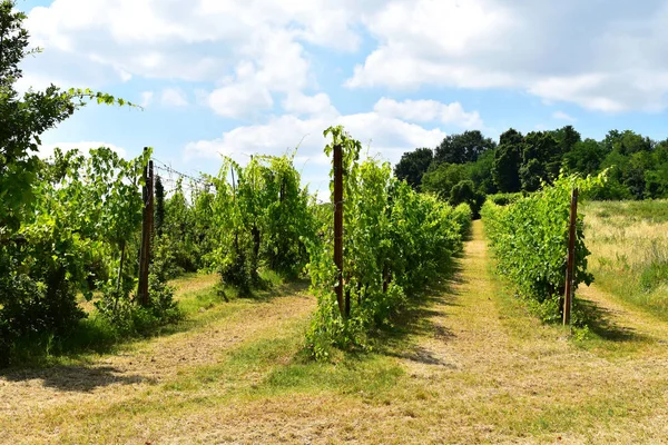 Grapevine Içinde Belgili Tanımlık Geçmiş Mavi Gökyüzü Ile Satır — Stok fotoğraf