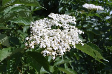 Koyu yeşil yaprakları ile beyaz küçük çiçekler