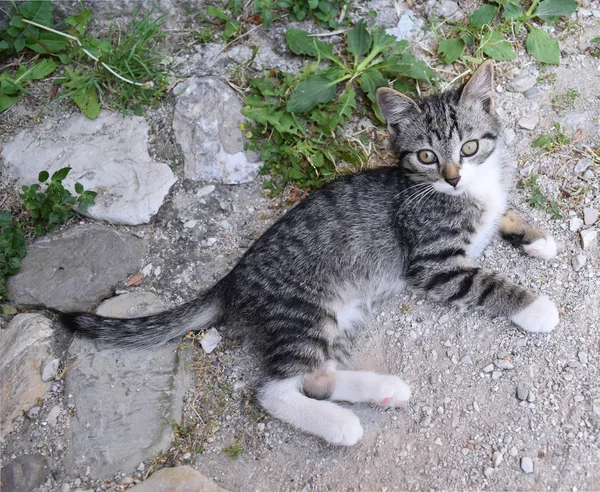 Gatito Gris Blanco — Foto de Stock