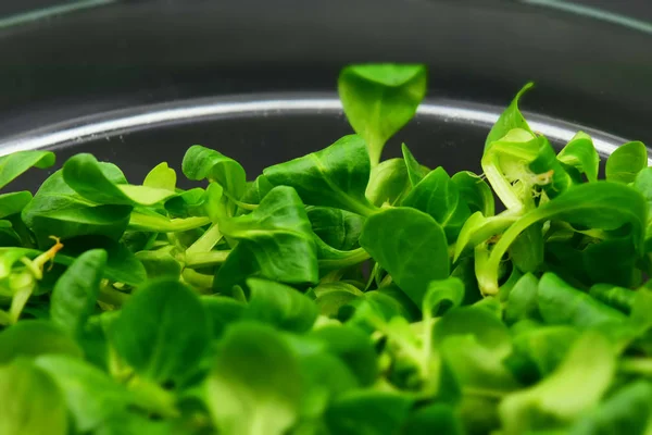 Close Verde Valerianella Valeriana Rapunzel Uma Salada Típica Italiana Efeito — Fotografia de Stock