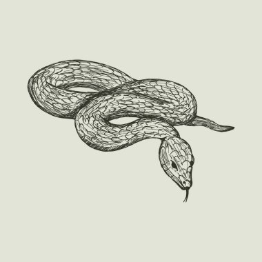 Yılanın klasik vektör çizimi. Okült veya dövme tasarımı için Gotik el çizimi yılan çizimi. Retro korkunç sürüngen ikonu. Büyücülük ya da güney gotik hayvan sembolü izole edilmiş..