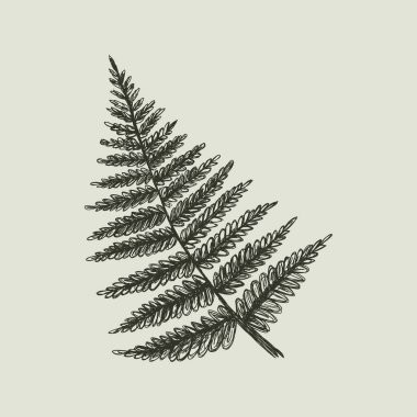 Eğrelti otu yaprağının klasik vektör çizimi. Bir orman bitkisinin el çizimi botanik çizimi. Cottagecore ya da gotik tasarım için Retro monokrom karalama. Büyücülük bitkisi elementi izole edildi.