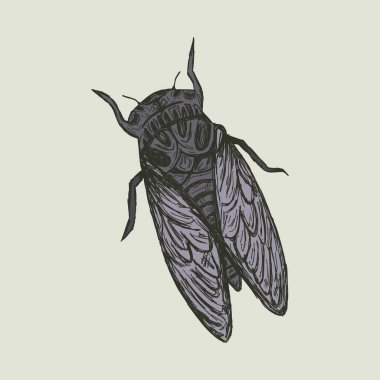 Bir ağustos böceğinin gotik vektör çizimi. Güney gotik tasarımı için renkli bir böceğin el çizimi eskizi. Dövme ya da büyücülük için Macabre böceği. Mor böcek bilimi elementi izole edildi.