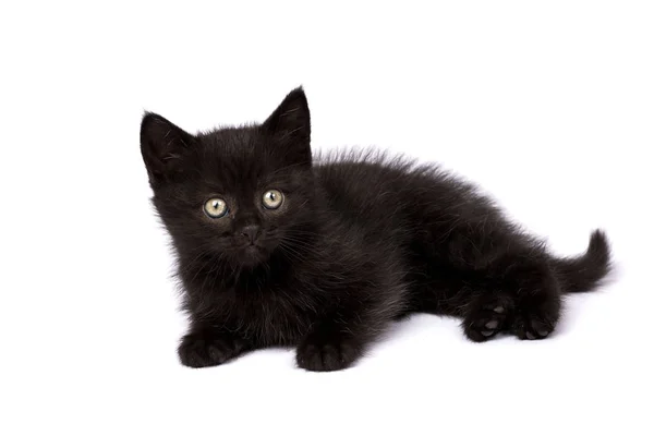 Hermoso Gatito Negro Sobre Fondo Blanco — Foto de Stock