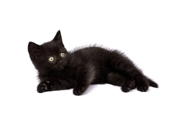 Gatinho Preto Bonito Fundo Branco — Fotografia de Stock