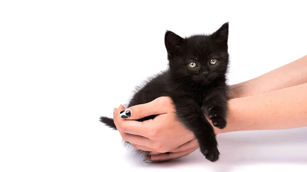 Schönes Schwarzes Kätzchen Auf Weißem Hintergrund — Stockfoto