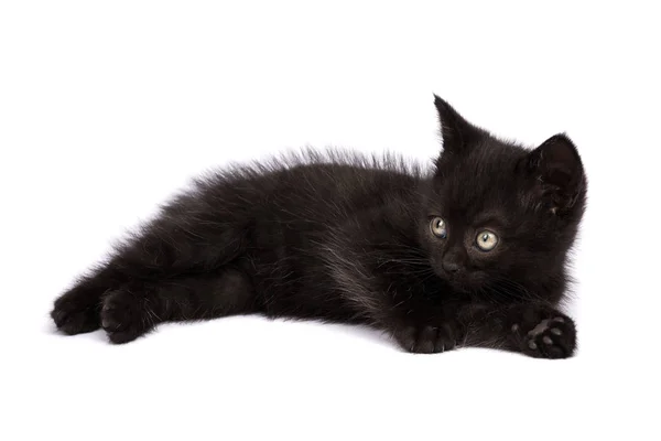 Hermoso Gatito Negro Sobre Fondo Blanco — Foto de Stock