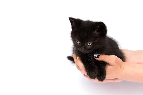 Hermoso Gatito Negro Sobre Fondo Blanco — Foto de Stock