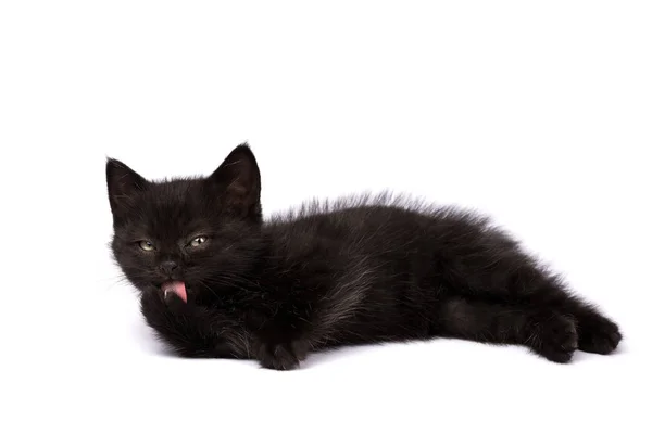 Vacker Svart Katt Unge Vit Bakgrund — Stockfoto