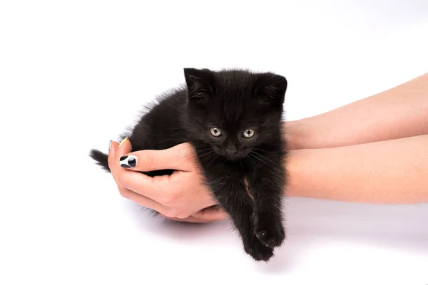 美丽的黑色小猫在白色背景 — 图库照片