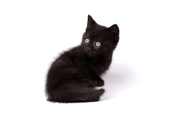 Beyaz Bir Arka Planda Güzel Siyah Kedi Yavrusu — Stok fotoğraf