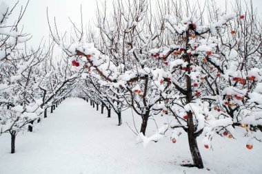 Kar, Summerland, British Columbia, Kanada 'daki Penticton yakınlarındaki Okanagan Vadisi' nde kış mevsiminde organik gala elma bahçesini kaplamıştı..