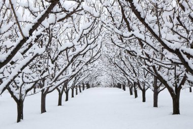 Kar, Summerland, British Columbia, Kanada 'daki Penticton yakınlarındaki Okanagan Vadisi' nde kış mevsiminde organik gala elma bahçesini kaplamıştı..