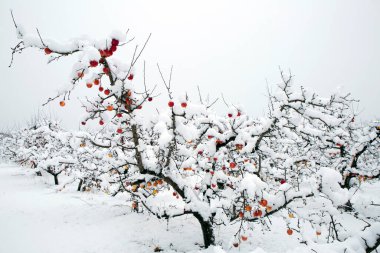Kar, Summerland, British Columbia, Kanada 'daki Penticton yakınlarındaki Okanagan Vadisi' nde kış mevsiminde organik gala elma bahçesini kaplamıştı..