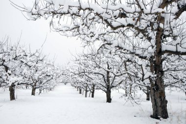 Kar, Summerland, British Columbia, Kanada 'daki Penticton yakınlarındaki Okanagan Vadisi' nde kış mevsiminde organik gala elma bahçesini kaplamıştı..