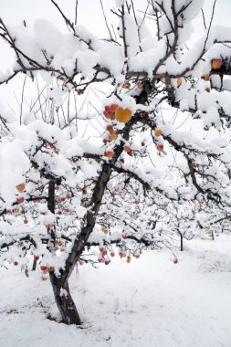 Kar, Summerland, British Columbia, Kanada 'daki Penticton yakınlarındaki Okanagan Vadisi' nde kış mevsiminde organik gala elma bahçesini kaplamıştı..