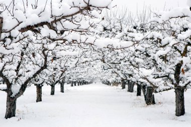 Kar, Summerland, British Columbia, Kanada 'daki Penticton yakınlarındaki Okanagan Vadisi' nde kış mevsiminde organik gala elma bahçesini kaplamıştı..