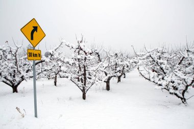 Kar, Summerland, British Columbia, Kanada 'daki Penticton yakınlarındaki Okanagan Vadisi' nde kış mevsiminde organik gala elma bahçesini kaplamıştı..