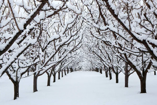 Kar, Summerland, British Columbia, Kanada 'daki Penticton yakınlarındaki Okanagan Vadisi' nde kış mevsiminde organik gala elma bahçesini kaplamıştı..