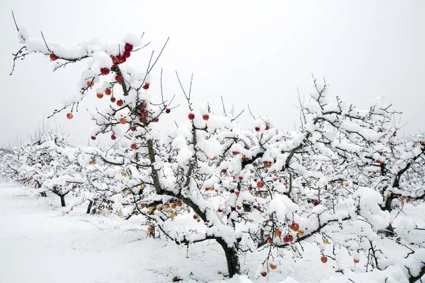 Kar, Summerland, British Columbia, Kanada 'daki Penticton yakınlarındaki Okanagan Vadisi' nde kış mevsiminde organik gala elma bahçesini kaplamıştı..