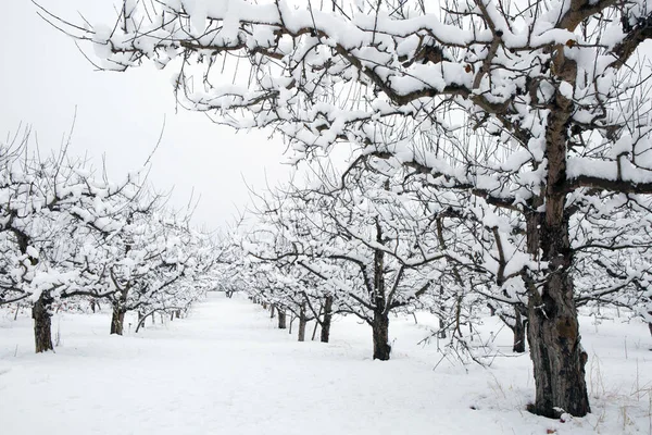 Kar, Summerland, British Columbia, Kanada 'daki Penticton yakınlarındaki Okanagan Vadisi' nde kış mevsiminde organik gala elma bahçesini kaplamıştı..