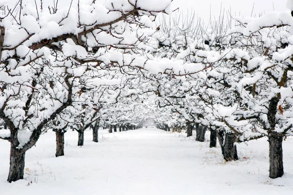 Kar, Summerland, British Columbia, Kanada 'daki Penticton yakınlarındaki Okanagan Vadisi' nde kış mevsiminde organik gala elma bahçesini kaplamıştı..